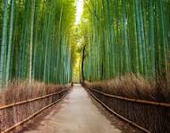 Many bamboos are tropical, but some are cold-hardy. 