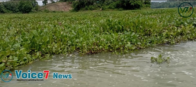 It causes dense biomass mats to form on the surface of the water, depleting the oxygen content of the water and preventing sunlight from reaching submerged plants. 