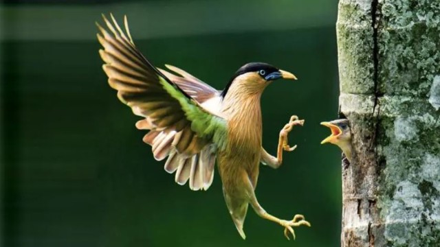 Brahminy Starlings Find a Safe Haven at Rajshahi University