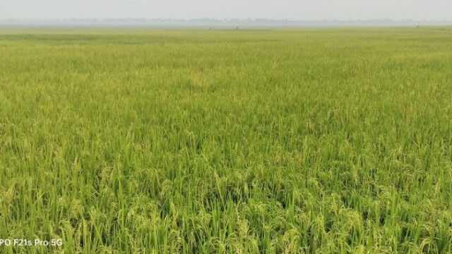 Golden Fields of Boro Rice Bring Hope and Worry to Rajshahi Farmers
