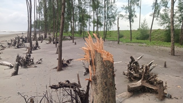Illegal Tree Felling Threatens Coastal Forest in Teknaf