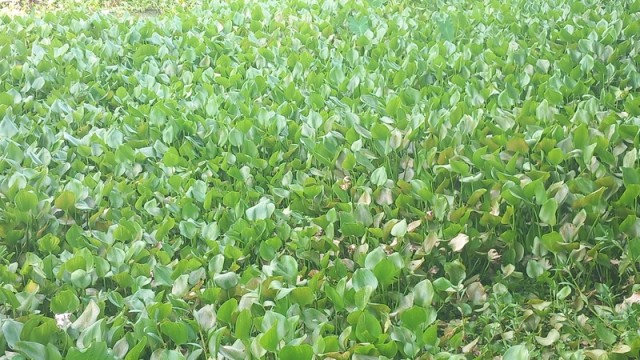 Water Hyacinth Disrupts Aman Cultivation in Kathalia