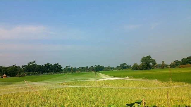 Jhalokathi Farmer Uses Netting to Protect Ripened Paddy