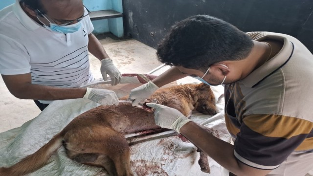 Pet Dog Allegedly Killed with Sharp Weapon in Pabna