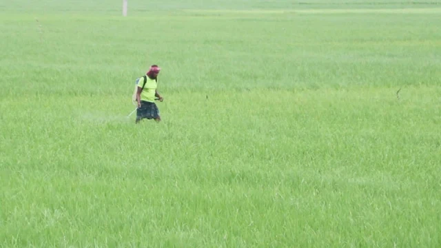 Diesel Price Hike Raises Boro Production Costs for Naogaon Farmers