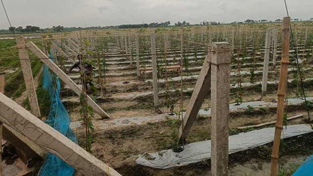 Commercial Grape Farming Gains Momentum in Rajshahi
