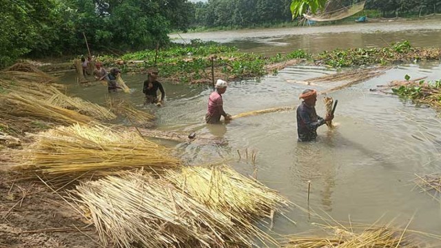 Jute Prices Fall in Rajshahi, Farmers Face Growing Loss Concerns
