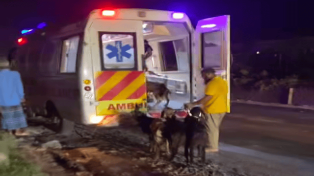 Goats Transported in Mongla Port Municipality Ambulance
