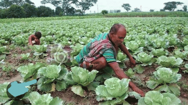 Rajshahi Farmers Turn to Early Vegetable Cultivation for Higher Returns
