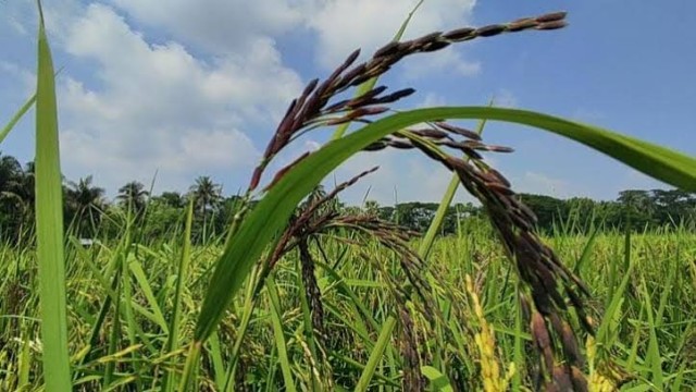 Rajshahi Farmers Begin Experimental Black Rice Cultivation
