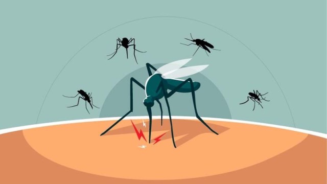 Rising Aedes Breeding Raises Dengue Risk in Rajshahi