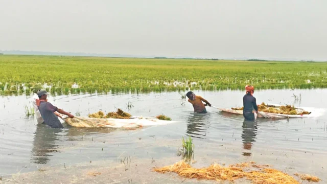 Haor Farmers Face Devastation as Floodwaters Ruin Boro Harvest