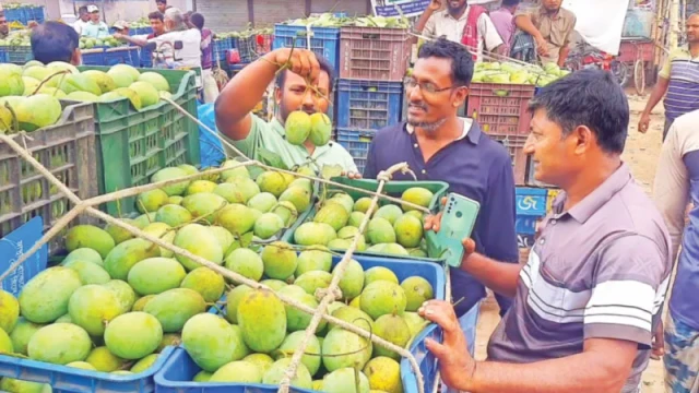 Mango Farmers in Chapainawabganj Frustrated Over Low Prices and ‘Dholan’ System Despite Bumper Harvest