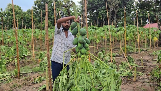 Farmer’s Papaya Orchard Destroyed in Alleged Rangamati Extortion Incident