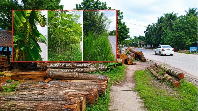 Illegal Sawmills, Crops Encroach on Rajshahi Highway Shoulders, Raising Safety Risks