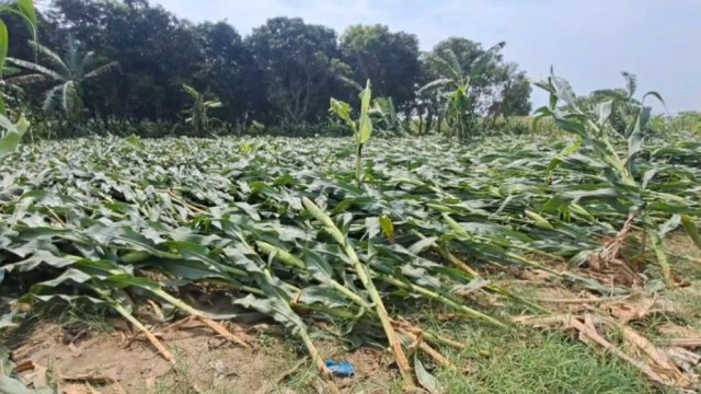 Storm Hits Chuadanga, Damaging Hundreds of Hectares of Crops