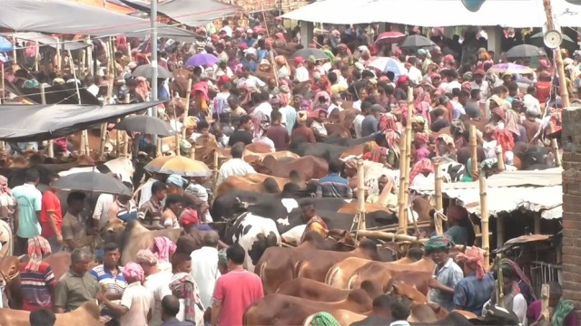 Cattle Markets See Heavy Activity Across Bangladesh Ahead of Eid-ul-Azha