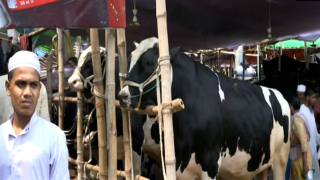 Eid Rush Begins in Capital’s Cattle Markets as Buyers Flood Animal Hubs