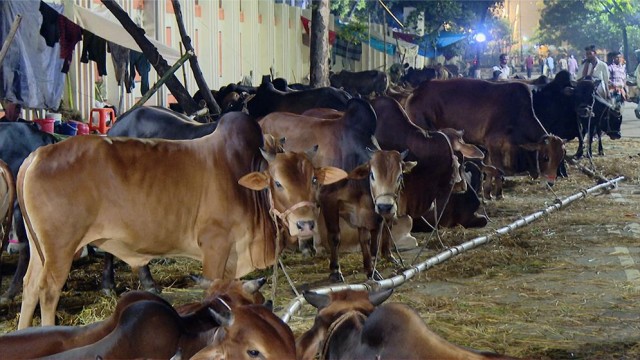 Rain, Low Buyer Turnout Slow Cattle Sales in Capital Markets