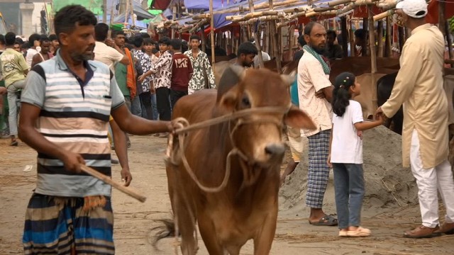 Capital’s Cattle Markets Begin Ahead of Eid-ul-Azha, Giant Cows Draw Attention
