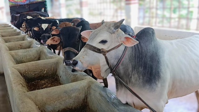 Jhalokathi Housewife Builds One-Crore Cattle Empire from Single-Cow Dream