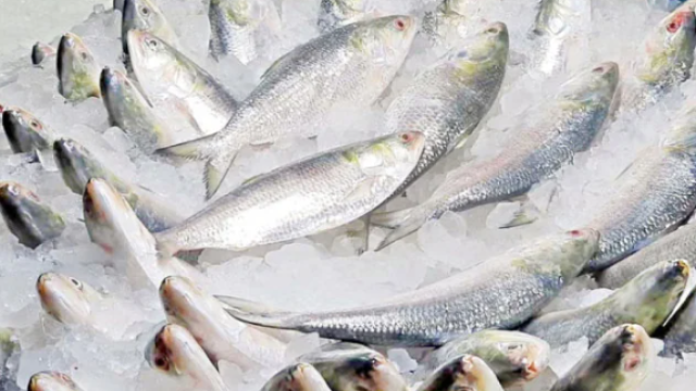 22-Day Nationwide Hilsa Fishing Ban Lifts at Midnight