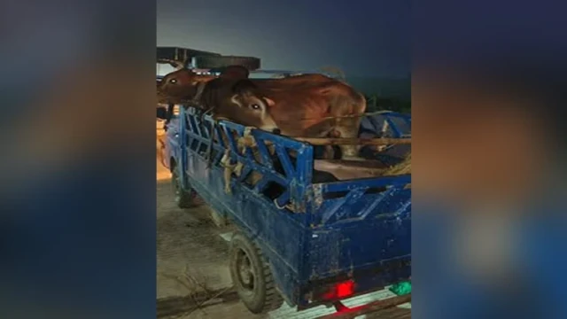 14 Cows, Pickup Allegedly Stolen in Highway Robbery in Habiganj