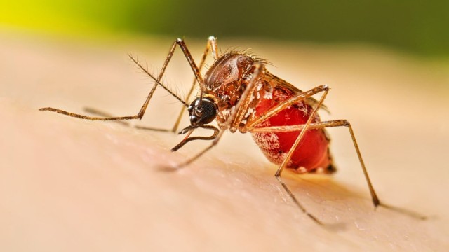 805 fresh dengue cases recorded, 3 deaths in 24 hours