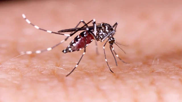 Khulna Division Records 215 New Dengue Cases, Hospital Bed Crisis Deepens