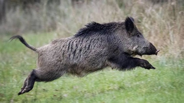 Man Killed in Wild Boar Attack in Rangamati Hills