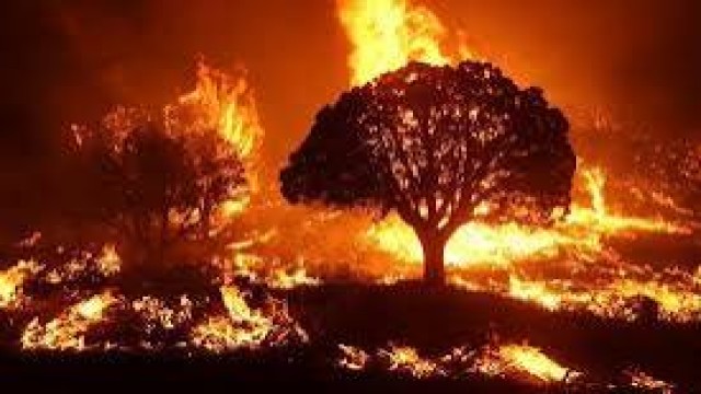 Deadly Wildfire in Southern Spain Kills at Least 12, Leaves 23 Missing in Expat Community