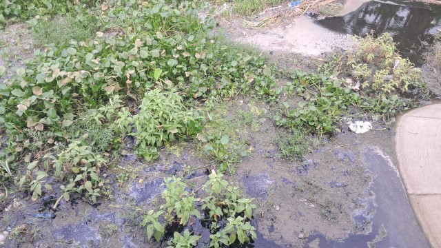 Naba Farm Accused of Dumping Poultry Waste, Polluting Rajshahi Environment
