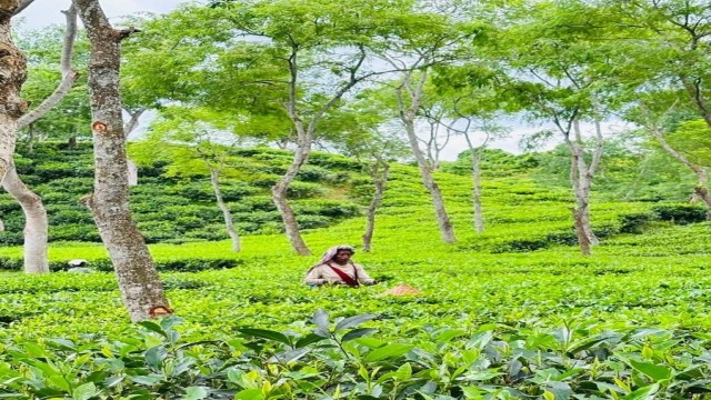 NTC Tea Fetches Record Tk 280.59 per Kg at Chattogram Auction