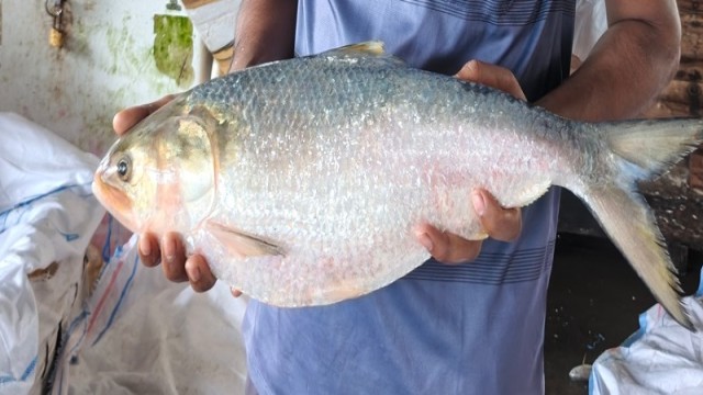 2.9-Kilogram Hilsa Sold for Tk 17,000 in Patharghata