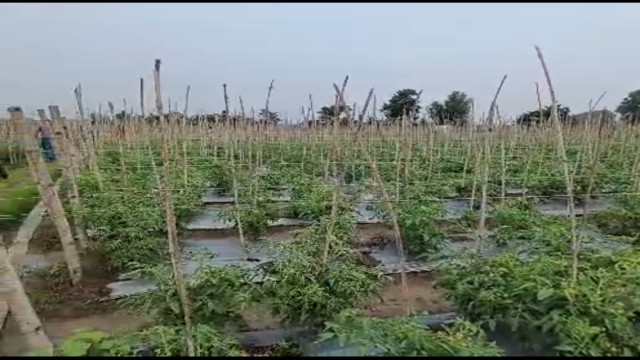 Wrong Agrochemical Destroys Tomato Crop, Farmer Hospitalised in Habiganj