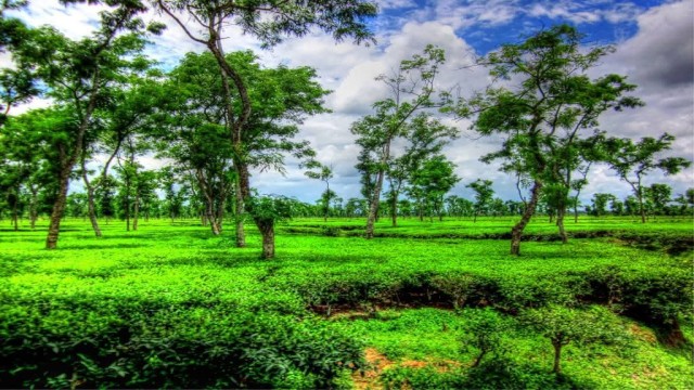 Tea Workers Halt Work Over Unpaid Wages at Noapara Tea Garden