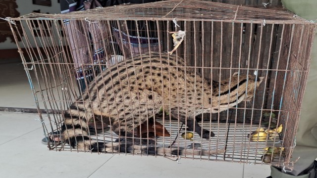 Rare Civet Rescued and Released Back into Forest in Pabna