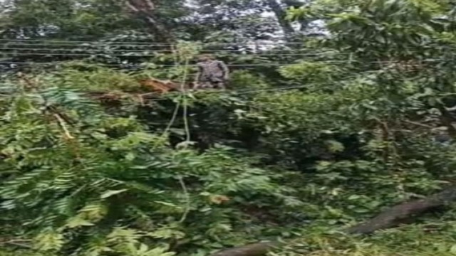 Tree Falls on 33kV Line, Disrupting Power Supply in Ukhiya-Teknaf