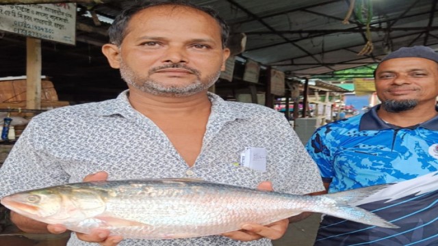 1.5kg Hilsa Sells for Tk 4,882 in Patharghata