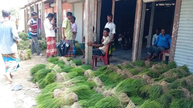 Commercial Rice Seedling Trade Becomes New Livelihood in Netrokona Haor Region
