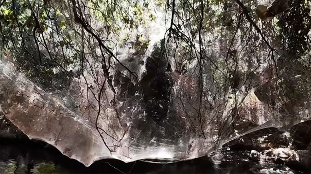 Millions of Spider Webs Blanket Valley Near Jerusalem in Rare Seasonal Phenomenon