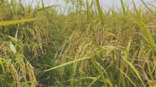 Bumper Boro Harvest in Kishoreganj Haor, But Farmers Struggle with Low Prices