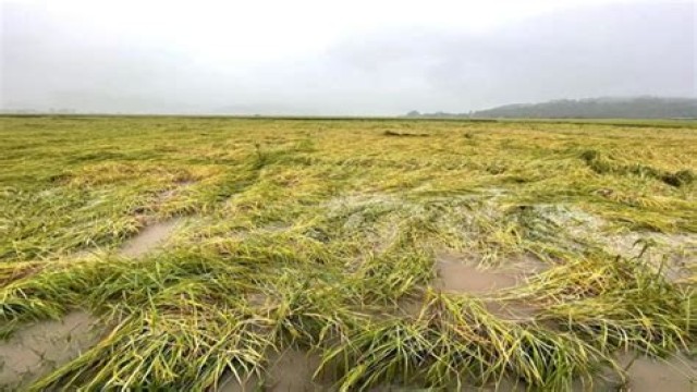 Heavy Rainfall Devastates Boro Paddy Fields in Bagerhat