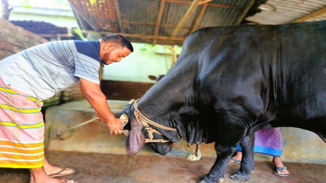 Pabna's "Baharam Badsha" Ready for Eid Market