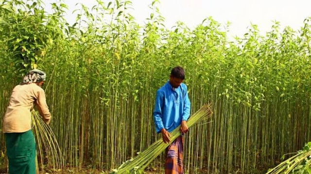 Jute Cultivation Exceeds Target in Rajshahi, Farmers Hope for Better Returns