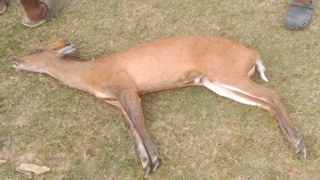 Rare Barking Deer Found Dead in Rangamati Kaptai Lake