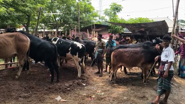 Eid Cattle Markets Open in Rajbari, Buyers Still Slow in Early Trade