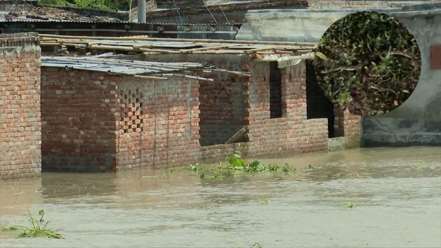 Rising Padma Waters Trigger Snake Fears in Rajshahi
