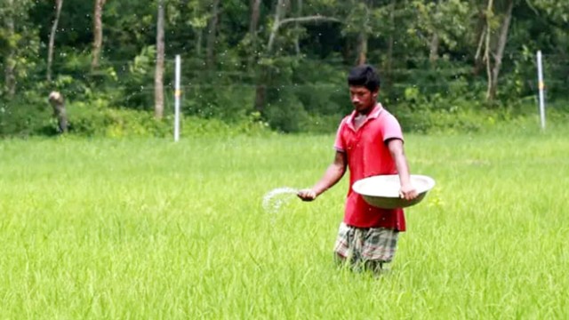 Rajshahi Farmers Face Fertiliser Crisis During Aman Season