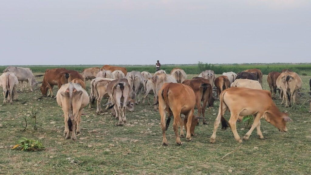 200 cows are across the border, BSF knows but BGB doesn't